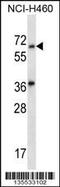 Leucine Rich Repeat And Ig Domain Containing 3 antibody, 58-310, ProSci, Western Blot image 