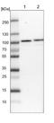 RNA Binding Motif Protein 28 antibody, NBP1-84633, Novus Biologicals, Western Blot image 