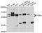 Fc receptor-like protein 4 antibody, STJ112367, St John