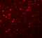 Synaptogyrin-1 antibody, 5563, ProSci, Immunofluorescence image 