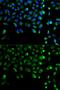Autophagy Related 13 antibody, GTX65842, GeneTex, Immunocytochemistry image 