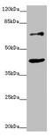 Zinc Finger Protein 20 antibody, orb40662, Biorbyt, Western Blot image 