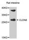Claudin 8 antibody, A09846, Boster Biological Technology, Western Blot image 