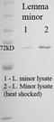 Heat Shock Protein Family A (Hsp70) Member 8 antibody, LS-C227290, Lifespan Biosciences, Western Blot image 