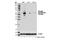 Sequestosome 1 antibody, 95697S, Cell Signaling Technology, Western Blot image 