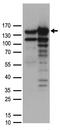 MYB Binding Protein 1a antibody, TA890056, Origene, Western Blot image 