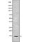 SH3 Domain Binding Glutamate Rich Protein Like antibody, abx218568, Abbexa, Western Blot image 