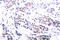 ETS domain-containing protein Elk-1 antibody, LS-C176003, Lifespan Biosciences, Immunohistochemistry frozen image 