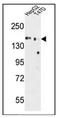 MG160 antibody, AP51850PU-N, Origene, Western Blot image 