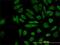 CASP8 And FADD Like Apoptosis Regulator antibody, H00008837-M01, Novus Biologicals, Immunofluorescence image 