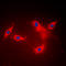 Lysophospholipase 1 antibody, LS-C354145, Lifespan Biosciences, Immunofluorescence image 