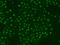 Debranching RNA Lariats 1 antibody, 201654-T02, Sino Biological, Immunohistochemistry frozen image 