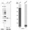 Calpain small subunit 1 antibody, HPA006872, Atlas Antibodies, Western Blot image 