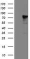 Neurolysin antibody, TA504327, Origene, Western Blot image 