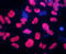 SRY-Box 17 antibody, AF1924, R&D Systems, Immunocytochemistry image 