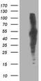 DLD antibody, TA503387, Origene, Western Blot image 
