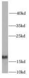 NADH:Ubiquinone Oxidoreductase Subunit B5 antibody, FNab05622, FineTest, Western Blot image 