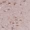Protein RUFY3 antibody, NBP2-48558, Novus Biologicals, Immunohistochemistry frozen image 