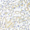 Connective tissue growth factor antibody, 13-902, ProSci, Immunohistochemistry frozen image 