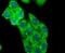  antibody, NBP2-66897, Novus Biologicals, Immunofluorescence image 