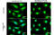 Gap Junction Protein Alpha 1 antibody, GTX133022, GeneTex, Immunofluorescence image 