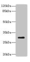 Nanos homolog 3 antibody, LS-C211475, Lifespan Biosciences, Western Blot image 