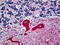 Tubulin Beta 3 Class III antibody, 51-652, ProSci, Immunohistochemistry paraffin image 