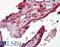 DAB Adaptor Protein 2 antibody, LS-B8351, Lifespan Biosciences, Immunohistochemistry paraffin image 
