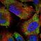 58K Golgi protein antibody, NBP2-48651, Novus Biologicals, Immunocytochemistry image 