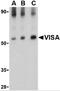 Mitochondrial Antiviral Signaling Protein antibody, 4055, ProSci Inc, Western Blot image 
