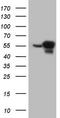 Phosphoglycerate Dehydrogenase antibody, TA806782S, Origene, Western Blot image 