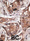 HtrA Serine Peptidase 1 antibody, abx027341, Abbexa, Immunohistochemistry frozen image 