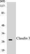 Claudin 3 antibody, EKC1120, Boster Biological Technology, Western Blot image 