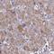 Zinc Finger Protein 362 antibody, HPA059239, Atlas Antibodies, Immunohistochemistry frozen image 