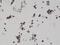 HA tag antibody, NBP2-61477, Novus Biologicals, Immunohistochemistry paraffin image 