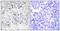 TEA Domain Transcription Factor 2 antibody, TA314753, Origene, Immunohistochemistry paraffin image 