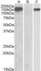 NBS1 antibody, GTX88068, GeneTex, Western Blot image 