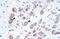 La Ribonucleoprotein Domain Family Member 1B antibody, 28-117, ProSci, Immunohistochemistry frozen image 