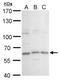 GC-Rich Promoter Binding Protein 1 Like 1 antibody, PA5-78552, Invitrogen Antibodies, Western Blot image 