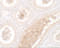 WW Domain Containing Adaptor With Coiled-Coil antibody, 7293, ProSci, Immunohistochemistry frozen image 
