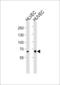 Multimerin 1 antibody, 58-935, ProSci, Western Blot image 