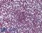 Forkhead Box O3 antibody, LS-B6087, Lifespan Biosciences, Immunohistochemistry frozen image 