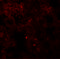 Coronin 7 antibody, 6451, ProSci, Immunofluorescence image 