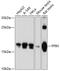 Peptidyl-prolyl cis-trans isomerase H antibody, A10026, Boster Biological Technology, Western Blot image 
