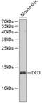 Dermcidin antibody, GTX55585, GeneTex, Western Blot image 