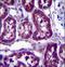Dihydropyrimidinase antibody, LS-C167527, Lifespan Biosciences, Immunohistochemistry paraffin image 