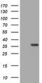 Thymidylate Synthetase antibody, TA801762BM, Origene, Western Blot image 