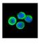 p60 antibody, AVARP00034_P050, Aviva Systems Biology, Immunohistochemistry frozen image 