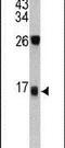 DCD antibody, PA5-13677, Invitrogen Antibodies, Western Blot image 