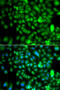 Cysteine-rich protein 2-binding protein antibody, 22-903, ProSci, Immunofluorescence image 